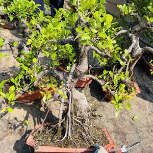 小叶虎纹榕树老桩矮霸盆景游龙造型台湾气根榕树老桩庭院造景