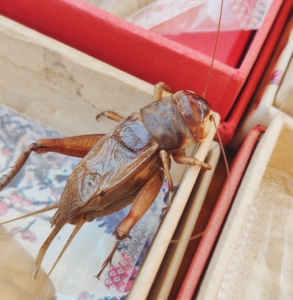 天津特级超大,玉眼冰糖紫油葫芦,叫声悠扬不吵人,帮助睡眠缓解