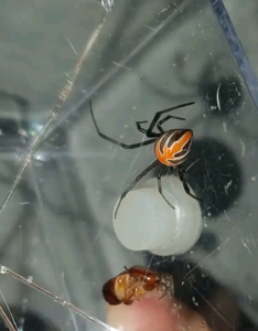 老挝黑寡妇 成体母 亚成母 华美寇蛛 宠物蜘蛛