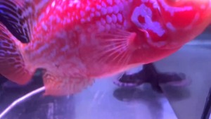 罗汉金花火凤黄白眼母鱼15公分左右，第二次下蛋，自家繁殖，1