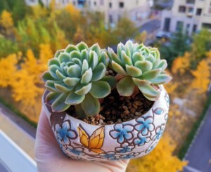 00萝曼妮妮淘宝多肉稀有贵货韩国进口福袋福包月影