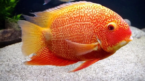 金菠萝喷点菠萝鱼淡水鱼热带观赏鱼卡瑞尔帝王虎斑混养大型鱼配鱼