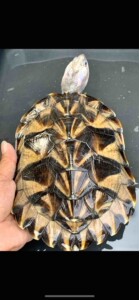 魔眼黑化巴西黑巴变异巴西种龟1公3母,3种母分别约1.4斤1