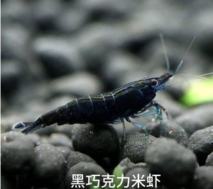 观赏虾黑巧克力