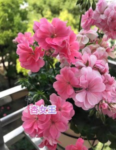 天竺葵杏女王,中苗,垂吊品种,温度合适一年四季都开花,重瓣大