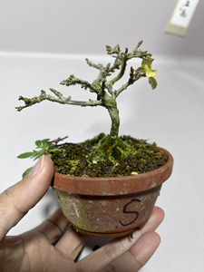 日本香枫,小品一手托,豆盆指尖微盆景,都有树形,都控好根,开