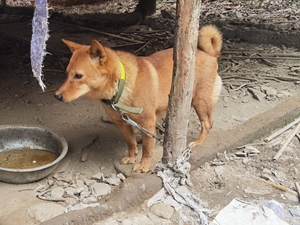 广西土炮,土狗五短  葫芦头,冬瓜身,金钱尾
