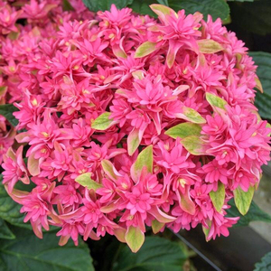 大花绣球戴安娜王妃(许愿星)