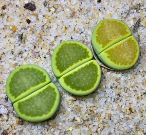 生石花极品岛田全窗黄巴厘 c111a母本,大尺寸荧光黄!