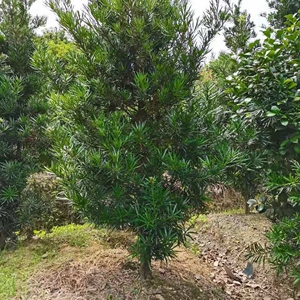 原生雀舌罗汉松1-10公分特价处理罗汉松树苗大树中叶雀舌庭院