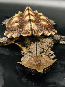 【玛塔龟枯叶龟】玛塔龟枯叶龟品牌,价格 - 阿里巴巴