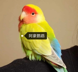 牡丹鹦鹉 红面蓝腰黄桃雏鸟 手养到断奶亲人 自己家繁殖出来的