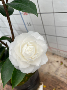 天鹅湖茶花洁白无瑕的花色