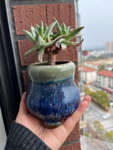 1987葫芦花盆77多肉绿体苹果叶仙女杯(不确定)