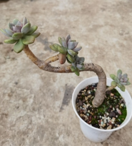 冬美人老桩造型