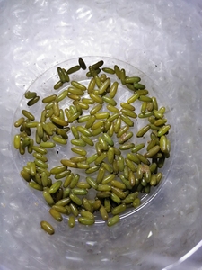 【蝈蝈卵】蝈蝈卵品牌,价格 - 阿里巴巴