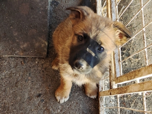 马犬狼狗串,低价出售!