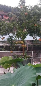 突尼斯软籽石榴大树，3公分起，128价格起步，正品对版！