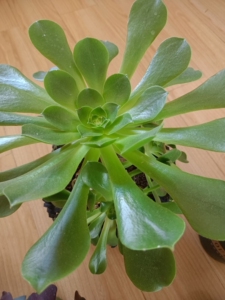 多肉植物玉龙观音