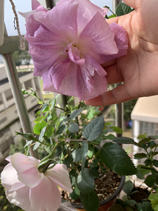 小怪兽月季