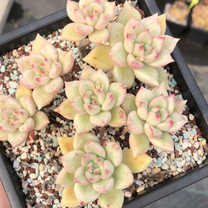 多肉 璀璨绚丽 黄金璀璨 整无砍老桩