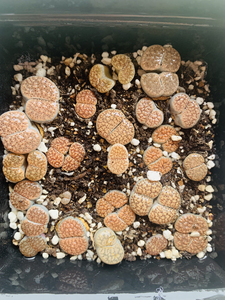 一盒生石花母本 血点朝贡宝贵玉粉碧琉璃保留玉柘榴玉