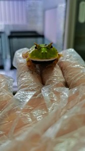 小极品 绿霸王角蛙  台  欣赏