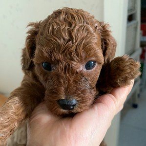 刚满月的泰迪宝宝,自家泰迪妈妈的小公仔,小妹仔,期望找到那个