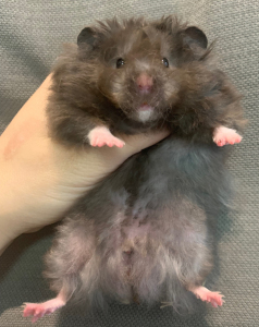 【一崽一拍】卷毛紫貂眼圈黑熊弟弟长毛金丝熊