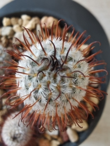 004人付款淘宝曲刺佩雷曲刺佩蕾88啊哈8810.