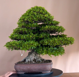 晃山日本进口皋月杜鹃……高70盆长40冠72根盘30主干16