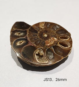 h菊石小切片,有好看的晶洞