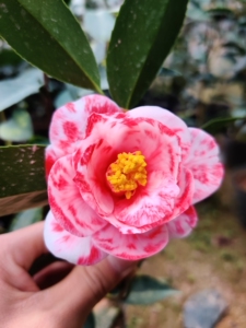 极品品种茶花:6年原生苗 孔雀精灵