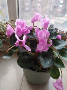 仙客来,花多,花期长,不停地冒花骨朵,大兴黄村自提,连盆端走