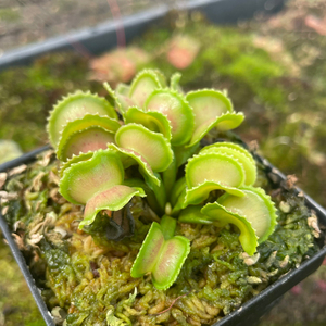 【实拍图】超级威龙捕蝇草小小苗一物一拍高端稀有捕蝇草