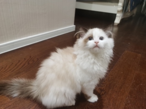 高白布偶妹妹,四个半月大,疫苗全,家里养不那么多猫了,标价即