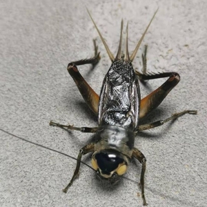 油葫芦大个野生养殖油葫芦公母蟋蟀蝈蝈扎嘴鸣虫听叫观赏鸣虫