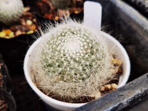 仙人球,乳突属长毛雪猿玉翁,侧芽自根,根比较少,夏天发根很快