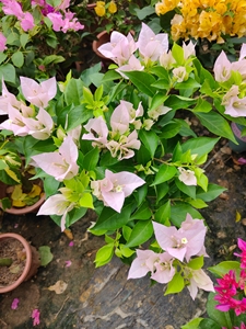 金叶新加坡宫粉三角梅 又称金夫人三角梅  原盆原土带花苞发货