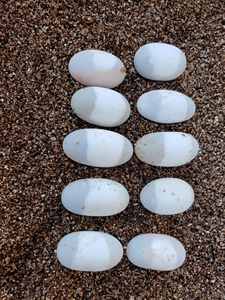 玉鸟孵化蛋变化图解图片