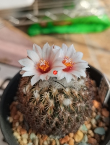 仙人球 娇丽属 伊莎贝拉