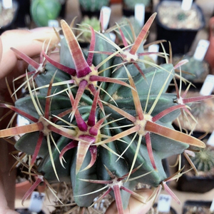 实生红宽刺日出仙人球,实生根,刺宽0.5以上