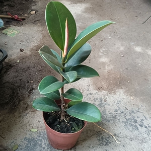 绿金刚橡皮树盆栽大棵客厅室内外大叶绿叶植物四季常青净化空气