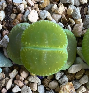 5年成体母本株生石花