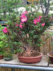 皋月杜鹃花瓶,根盘超牛,一本多干,千手观音级别,中原在线进口