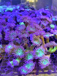 灯琴珊瑚