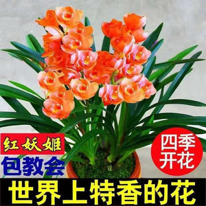 红色妖姬盆栽