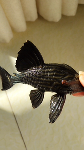 哥白皇冠豹,异形,鱼,尺寸13