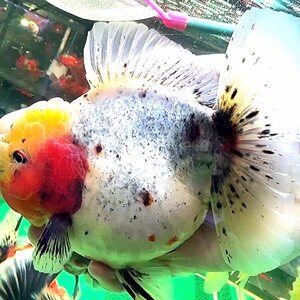 泰狮金鱼泰国进口原泰百褶麒麟泰狮观赏鱼,精选白麒麟原泰,尺寸