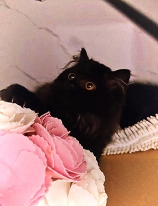 archiris淘宝赛级苏格兰高地折耳猫 高地立耳猫 纯黑色长毛黑猫煤球